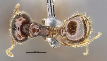 Media type: image;   Entomology 34387 Aspect: head
